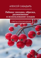 Рябина: посадка, обрезка, размножение и использование плодов. Советы и рекомендации