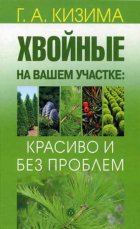 Хвойные на вашем участке: красиво и без проблем